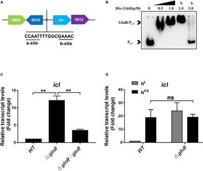 Mycobacterium smegmatis GlnR Regulates the Glyoxylate Cycle and the Methylcitrate Cycle on Fatty Acid Metabolism by Repressing icl Transcription